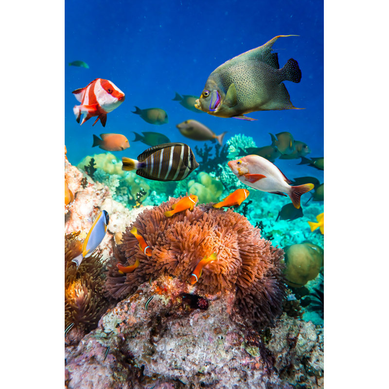 Anemonefish par Cookelma - Photographie sur toile tendue, L 8 po x H 12 po