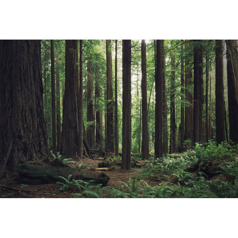 Redwood Forest by LordRunar - Wrapped Canvas Print, 81cm H x 122cm W x 3.8cm D