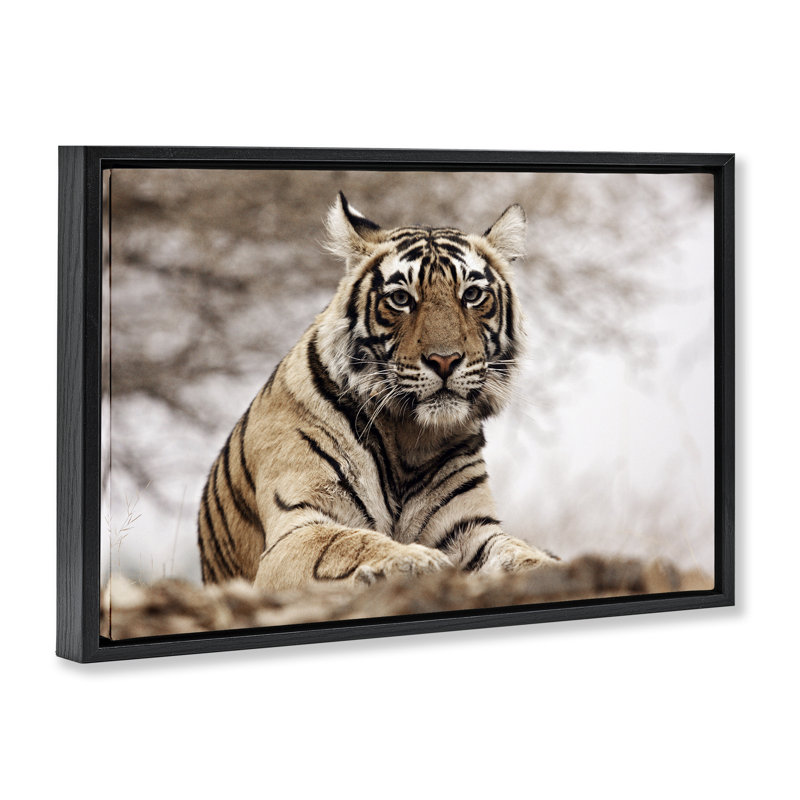«Strong Tiger Atop Hill» par Danita Delimont, Cadre flottant noir de jais, H 17 po x l 25 po