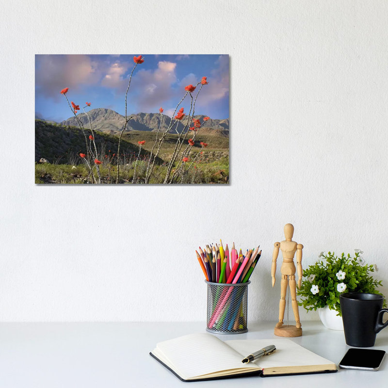 Ocotillo, Big Bend Ranch State Park, Chihuahuan Desert, Texas by Tim Fitzharris - Wrapped Canvas Print