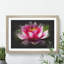 Pink Water Lily Flower Vol.3 - Picture Frame Graphic Art-62804096-62804094