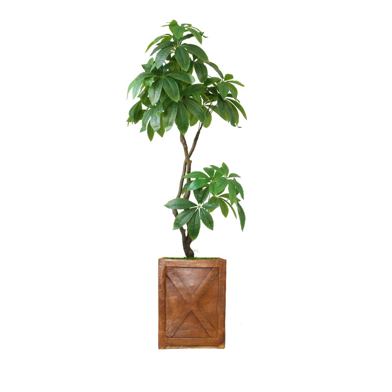 Pachira Aquat Panama 81 po en pot