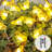 Kily 40 - Bulb 10'' LED Fairy String Light