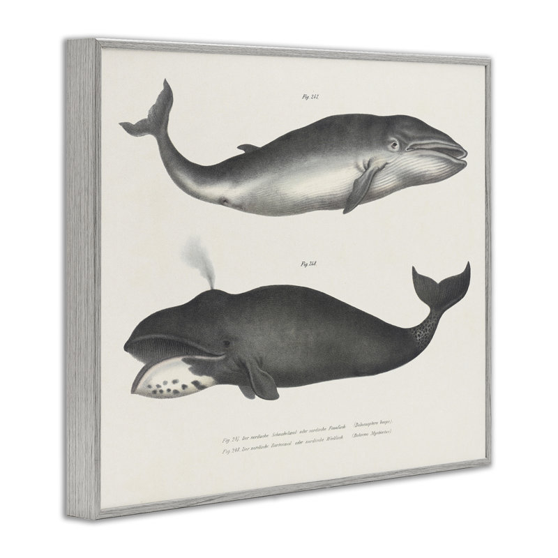 «Vintage Whale Study Diagrams», dessin de Phillipa Katz, H 11 po x l 14 po, Estampe numérique Farmhouse
