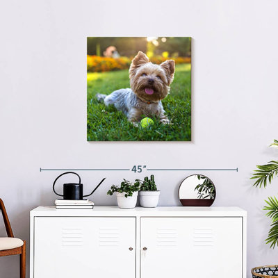 Crowle Yorkshire Terrier