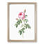 The Pink Cabbage Rose by Pierre-Joseph Redoute - Picture Frame Painting Print-55611342-55611344