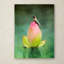 Vidur «Hummingbird and the Lotus Flower», impression sur toile tendue-22076740