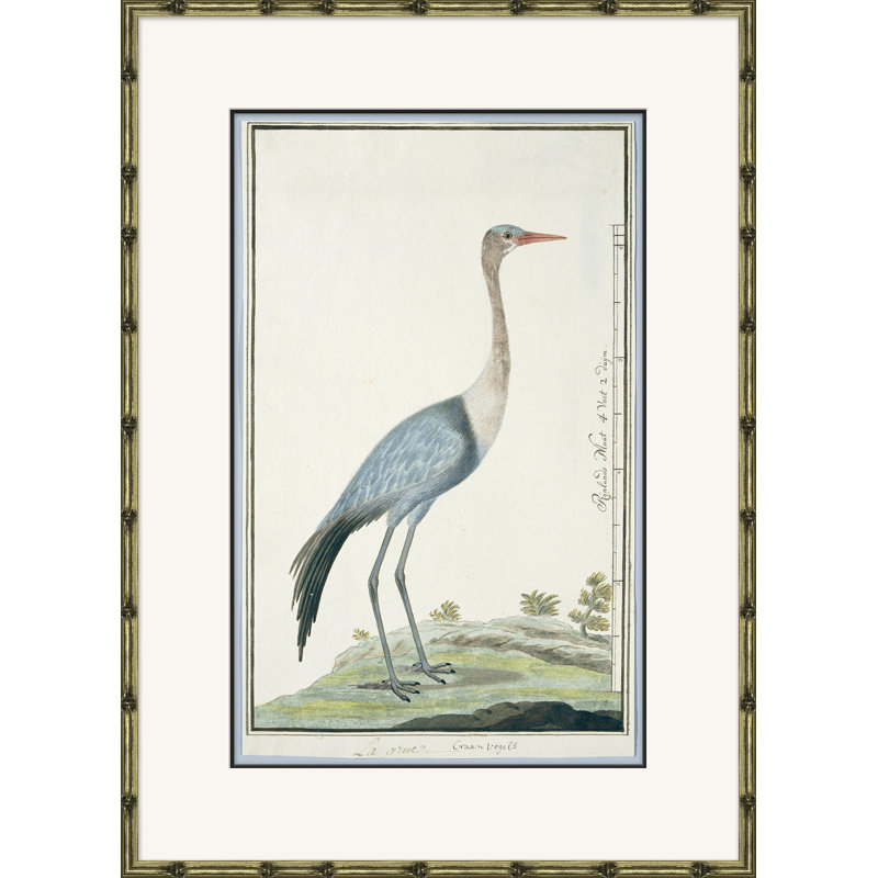 Bird Drawings, Circa 1777 Giclee Print