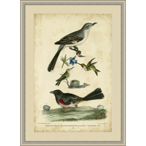 GlobalDesigns Wilson's Mockingbird Framed Painting Print | Wayfair