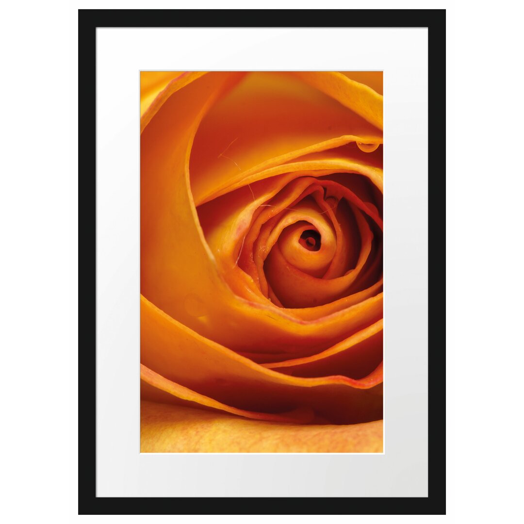 Gerahmtes Poster Anmutige gelbe geschlossene Rose