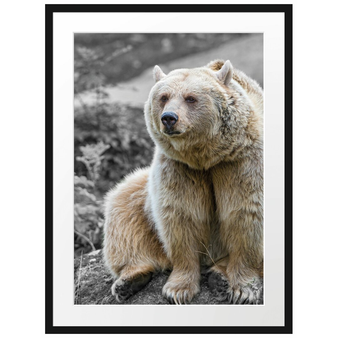 Gerahmtes Poster Grizzlybär Bär auf Stein