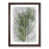 Walnut Framed selected