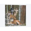 «Four Wolves», reproduction d'impression sur toile-33109327-72414815-72414822