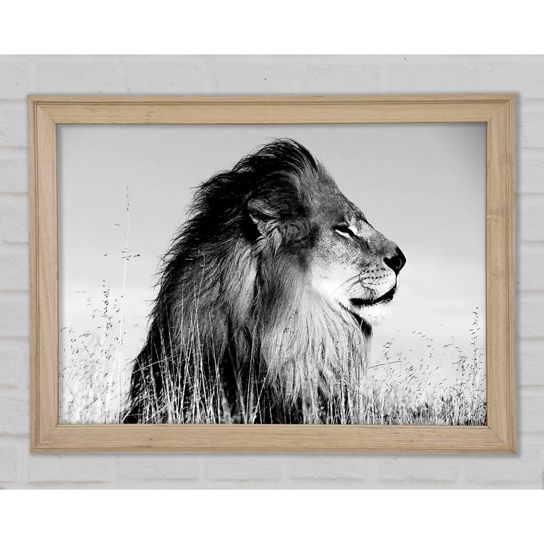 Lion on Watch Black N White - Einzelner Bilderrahmen Kunstdrucke