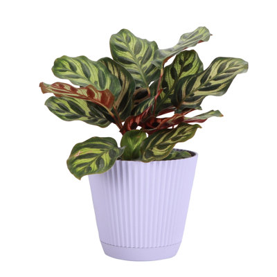 Thorsen's Greenhouse Live Pet-Safe Calathea Peacock Plant in Ruffle Pot, 4-inch Diameter
