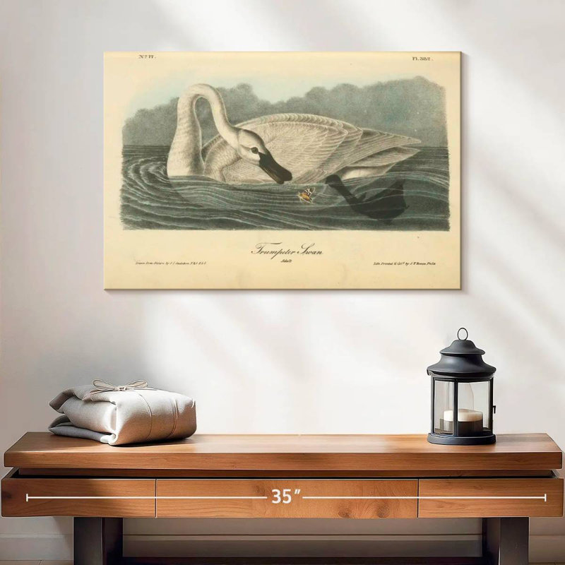 Brampt Trumpeter Swan, 16" H x 24" W
