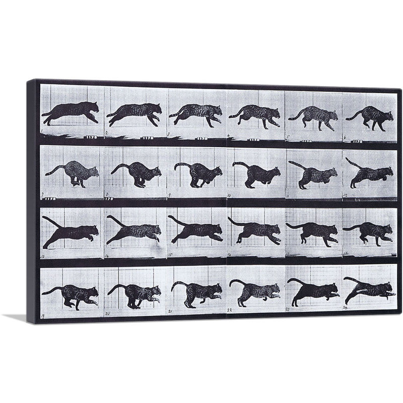 «Chat qui court» par Eadvin Muybridge - reproduction d'art sur toile tendue, H 18 po x l 26 po x P 1,5 po
