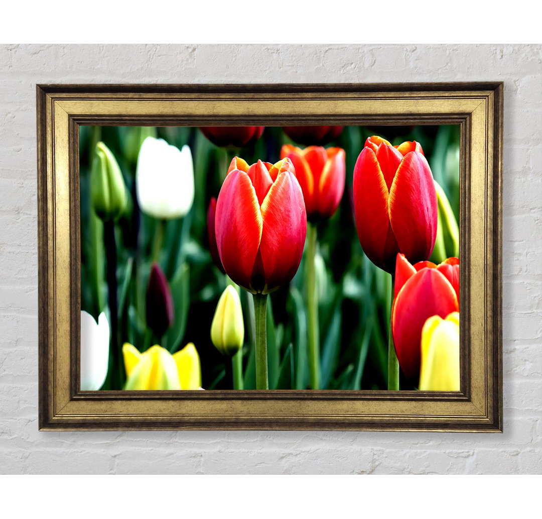 Tulpen in Blüte - Einzelne Bilderrahmen Kunstdrucke