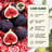 Bare Root Fig Tree Live Plant – Grafted, 2–3 ft, Ready to Plant, Sweet Fruit, Home Garden