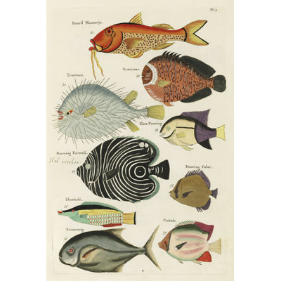 Afeefa " Renard Tropical Fish VI " by Louis Renard