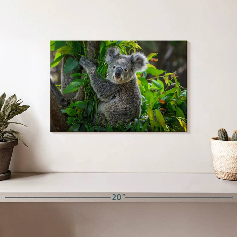 Cute Koala