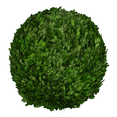 Preserved Boxwood Ball
