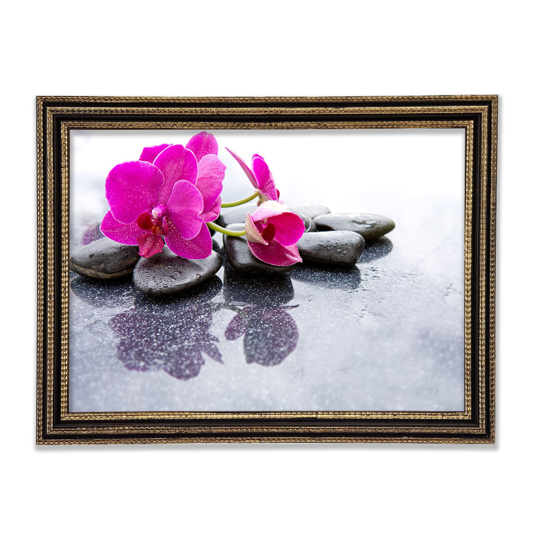 Pink Orchid On The Rocks - Einzelne Bilderrahmen Kunstdrucke