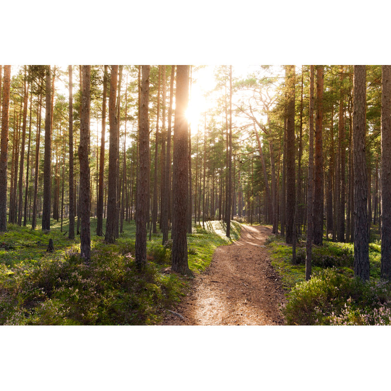 Forêt - photographie sur toile tendue, H 12 po x l 18 po