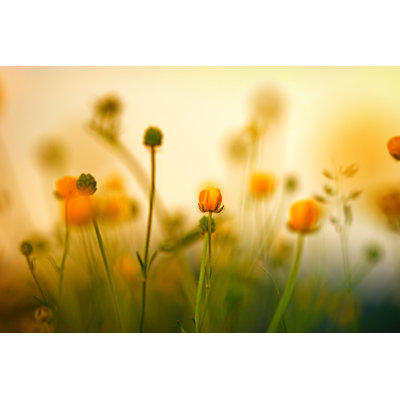 Blooming Little Meadow Flower - Photographie sur toile tendue
