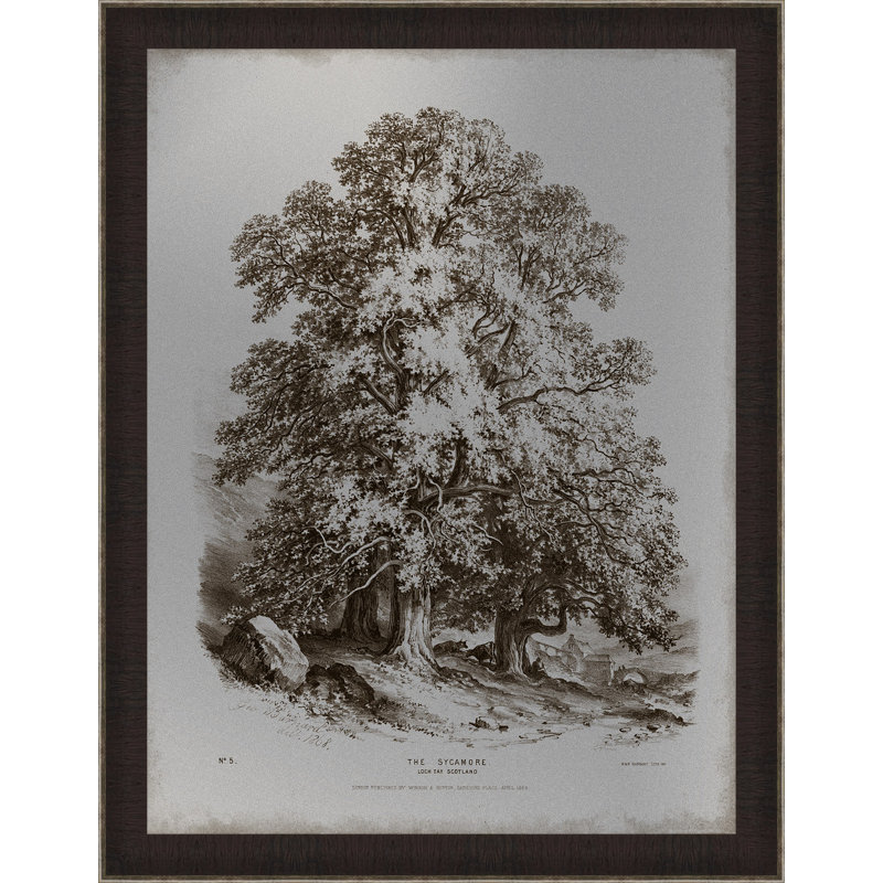 " Sepia Sycamore Tree "
