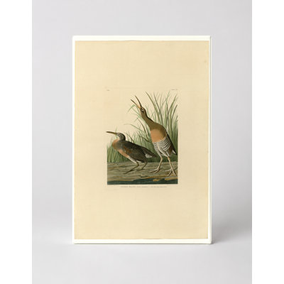 Salt Water Marsh Hen (Plate CCIV) - Art mural sur toile Portrait
