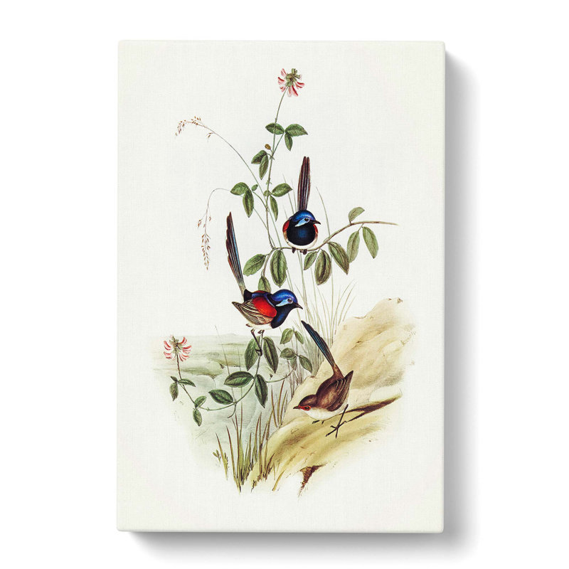 Beautiful Wrens by Elizabeth Gould - Wrapped Canvas, 76cm H x 50cm W x 3cm D