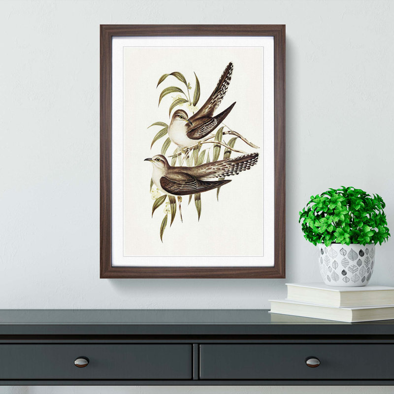 Unadorned Cuckoos by Elizabeth Gould - Picture Frame Painting Print, 48cm H x 36cm W x 2cm D, Walnut Framed