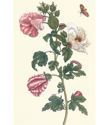 " Roselle With Fall Webworm "