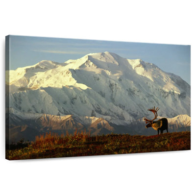 Alvord Reindeer In Denali Park