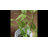 Artificial Whispering Bamboo Stem 31" Tall