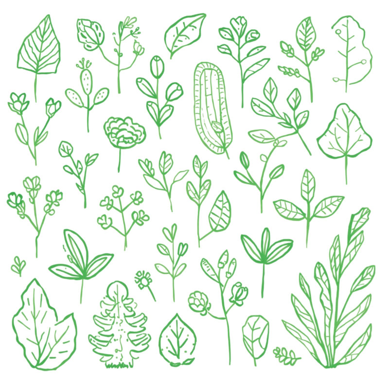Édredon Green Botanical Illustration, Lit simple