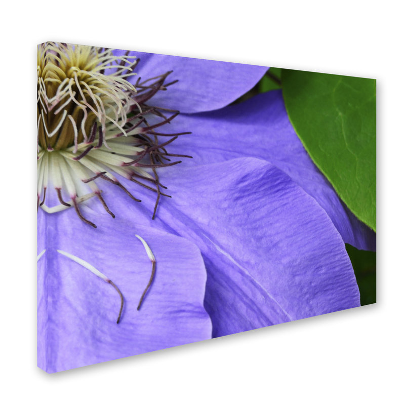 Purple Clematis Abstract Canvas Art Print