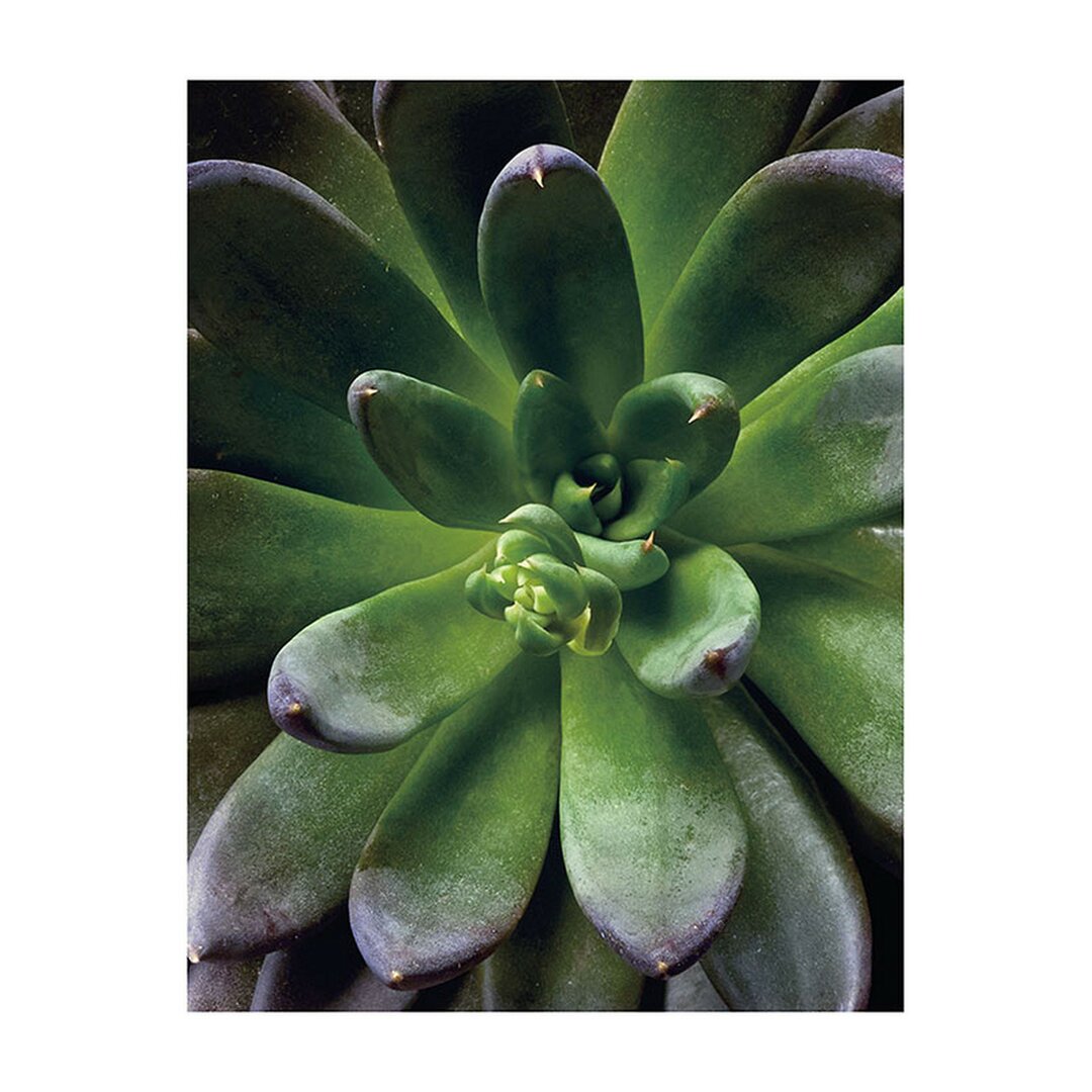 Fotodruck Single Succulent