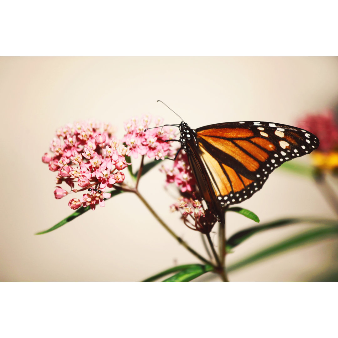 Monarch Schmetterling auf Milchkraut von LindaYolanda - Leinwand Kunstdrucke