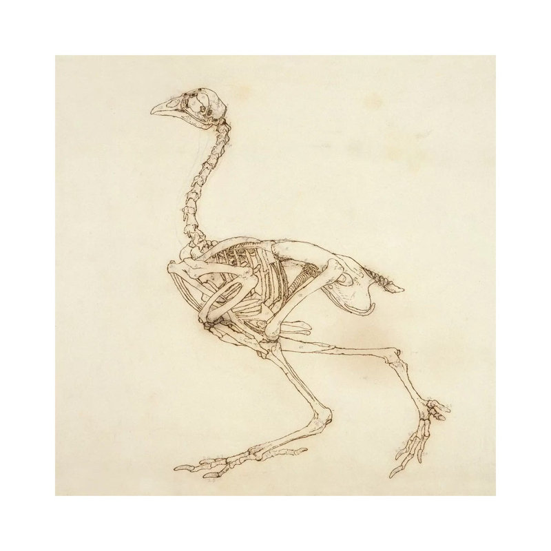 Dorking Hen Skeleton, Lateral View by George Stubbs - Wrapped Canvas Print, 66.04 cm H x 66.04 cm W