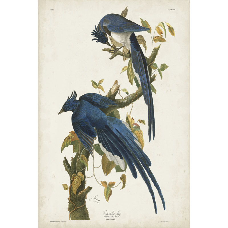 Pl 96 Columbia Jay by John Audubon - Wrapped Canvas Painting, 91cm H x 61cm W