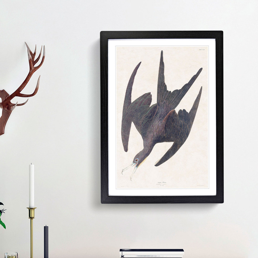 Frigate Pelican by John Audubon - Framed Print