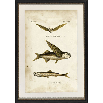 " Flying Fish "