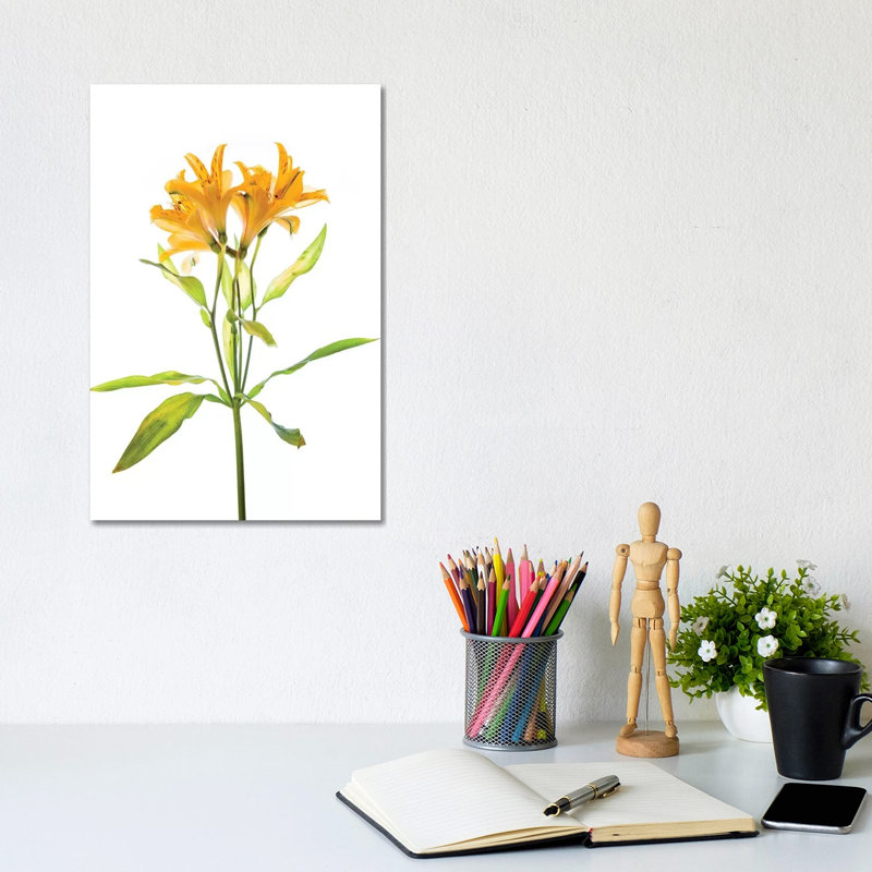 Close-up Of Peruvian Lily Flowers - Wrapped Canvas Painting, 20.32 cm H x 30.48 cm W