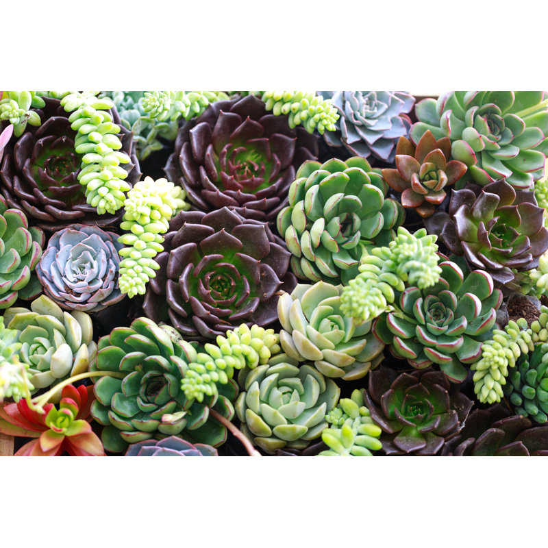 Miniature Succulent Plants - Wrapped Canvas Print, 30cm H x 46cm W x 3.8cm D