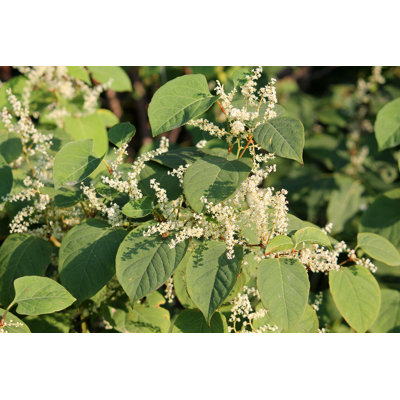Fallopia Japonica - Photographie sur toile tendue