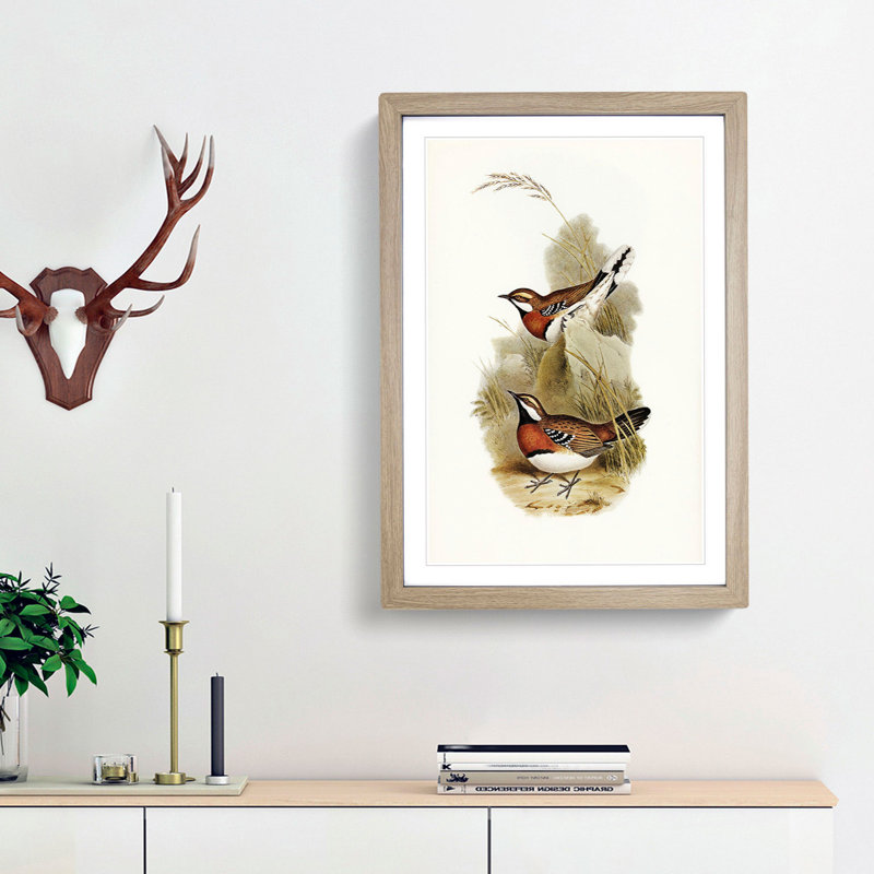 Chestnut-breasted Ground Thrush by Elizabeth Gould - Picture Frame Painting Print, 48cm H x 36cm W x 2cm D, Oak Framed