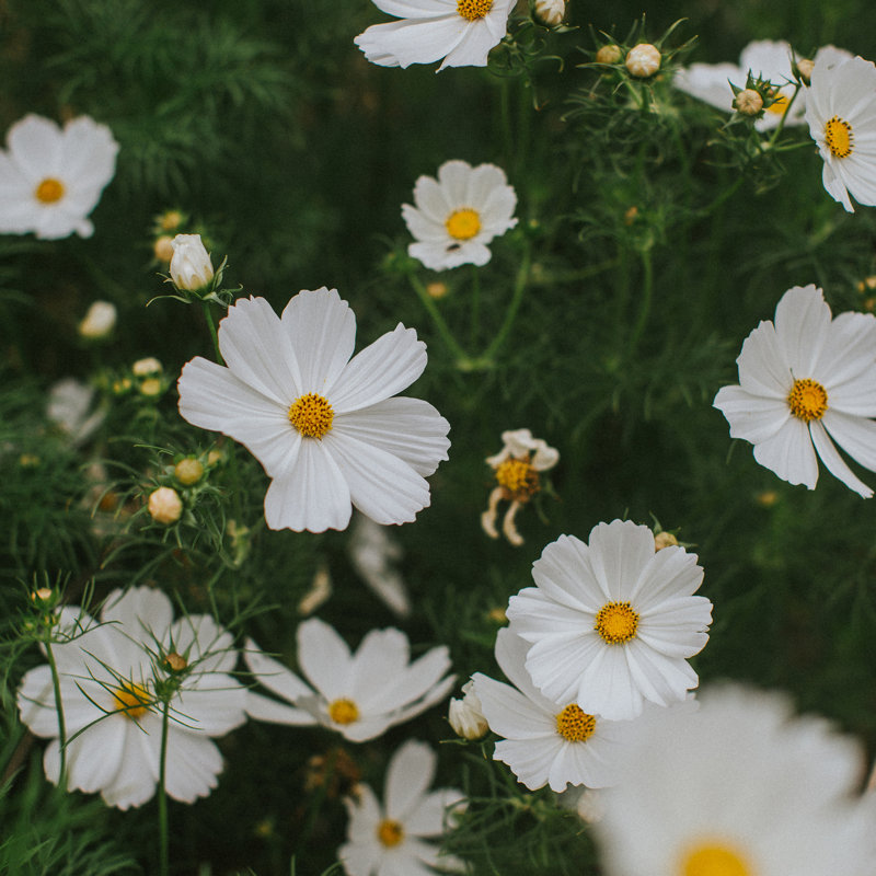 Cosmos blanc, H 36 po x l 36 po