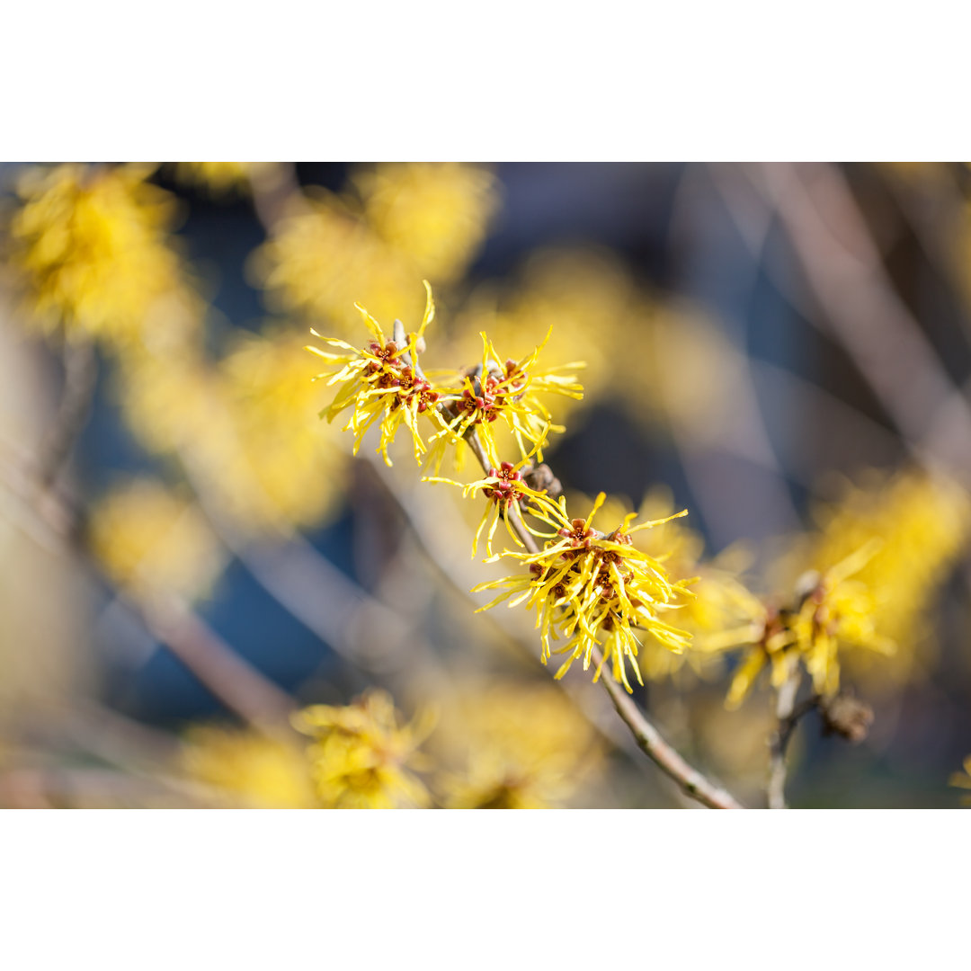 Hamamelis von Fotogaby - Drucken